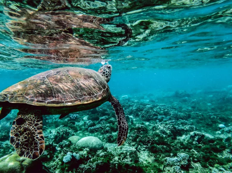 Projet de Protection des Océans