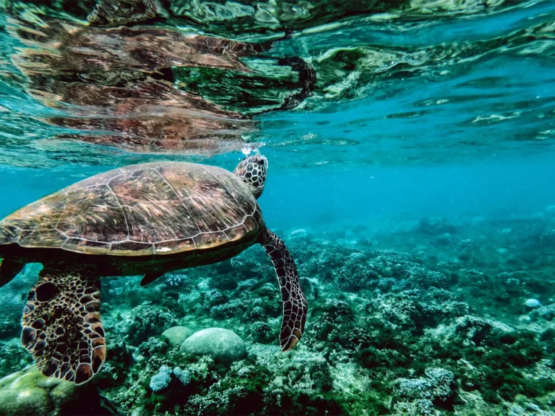 Projet de Protection des Océans