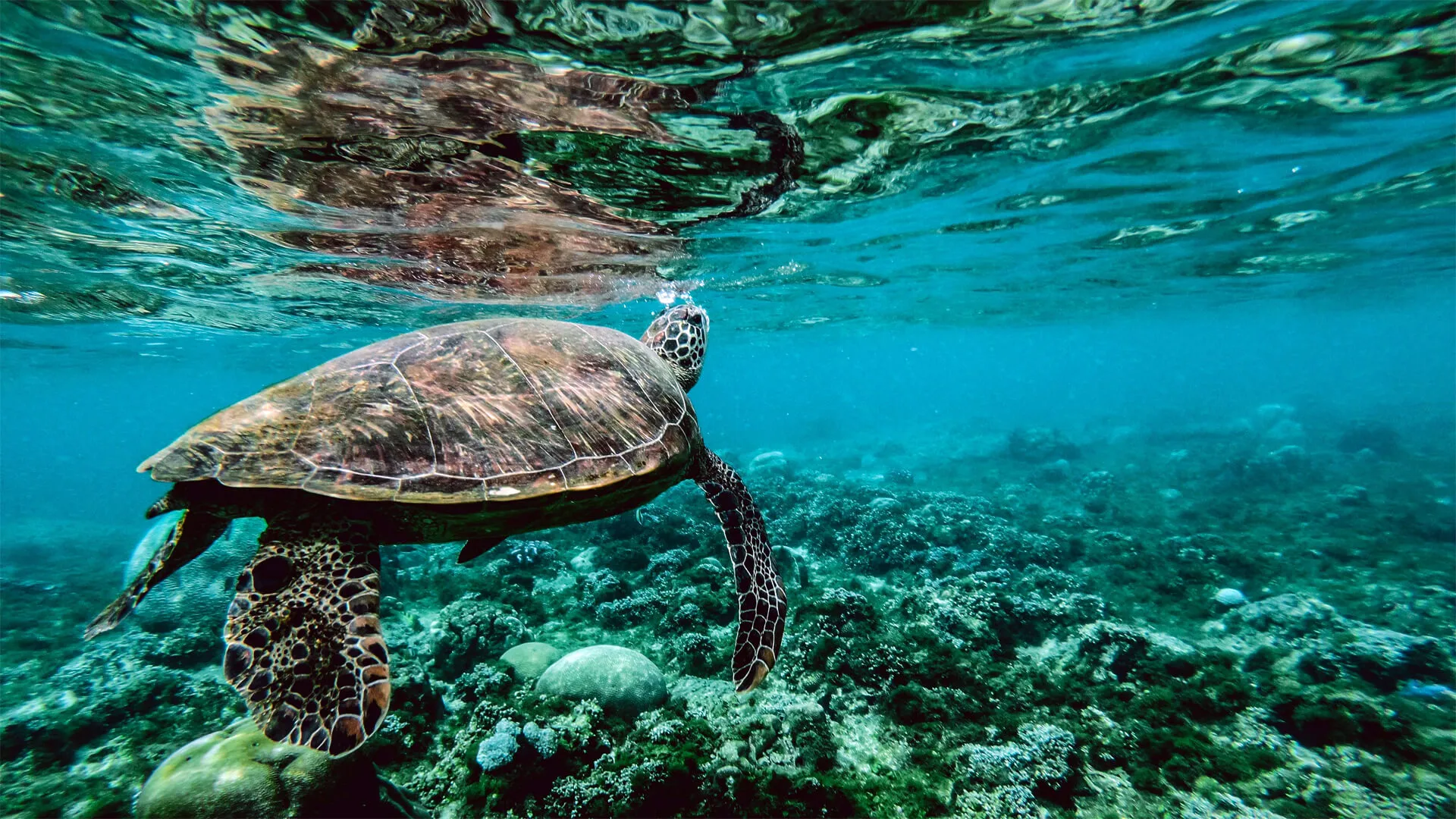 Projet de Protection des Océans